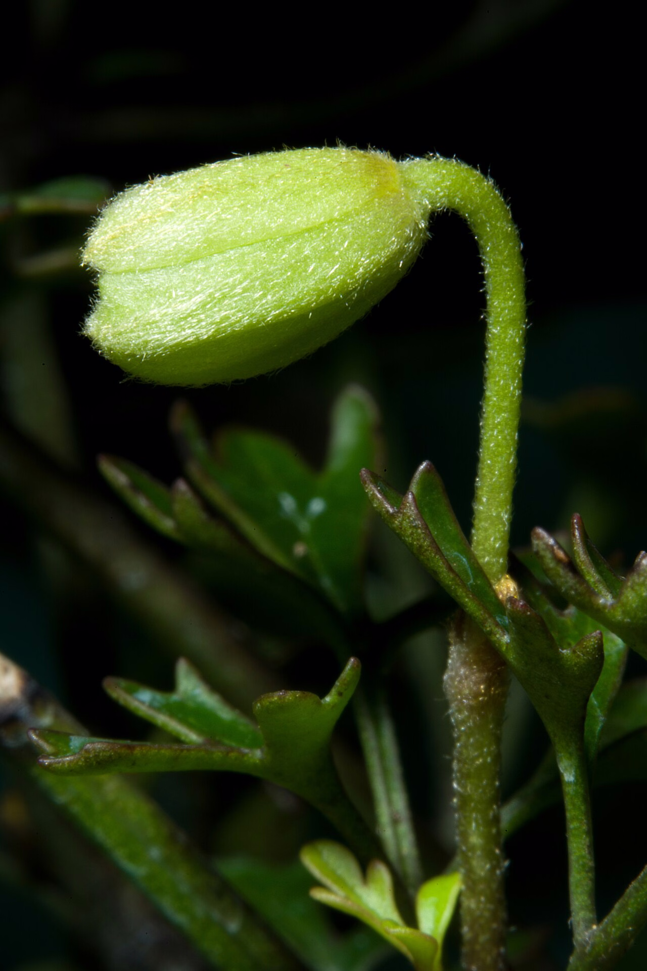 Clematis petriei (Clematis petriei) hero image