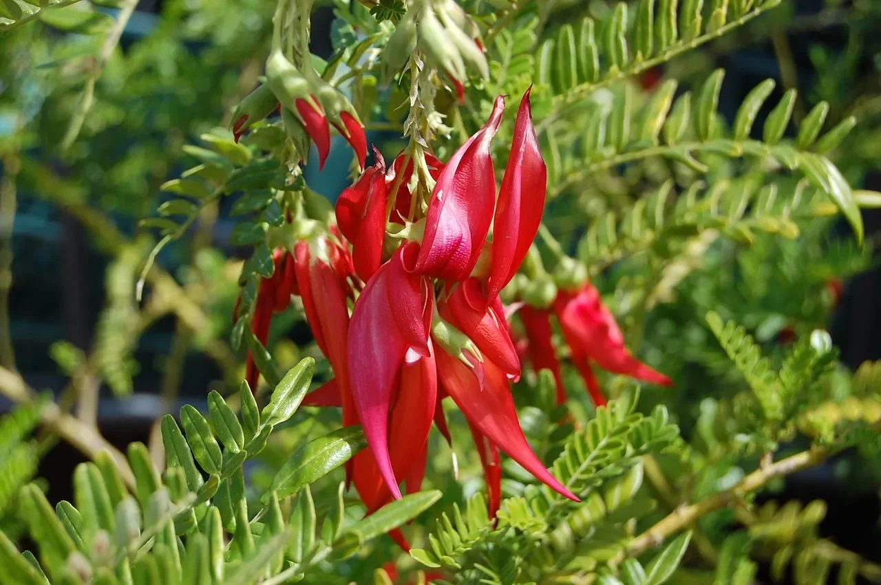 Kakabeak (Clianthus maximus)