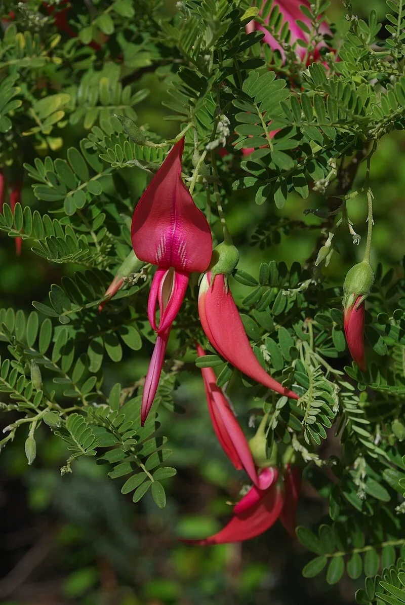 <i><i>Clianthus puniceus</i></i> hero image