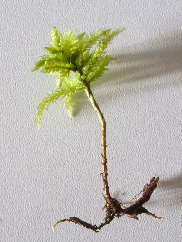 Climacium Dendroides Native Plant (Climacium dendroides)