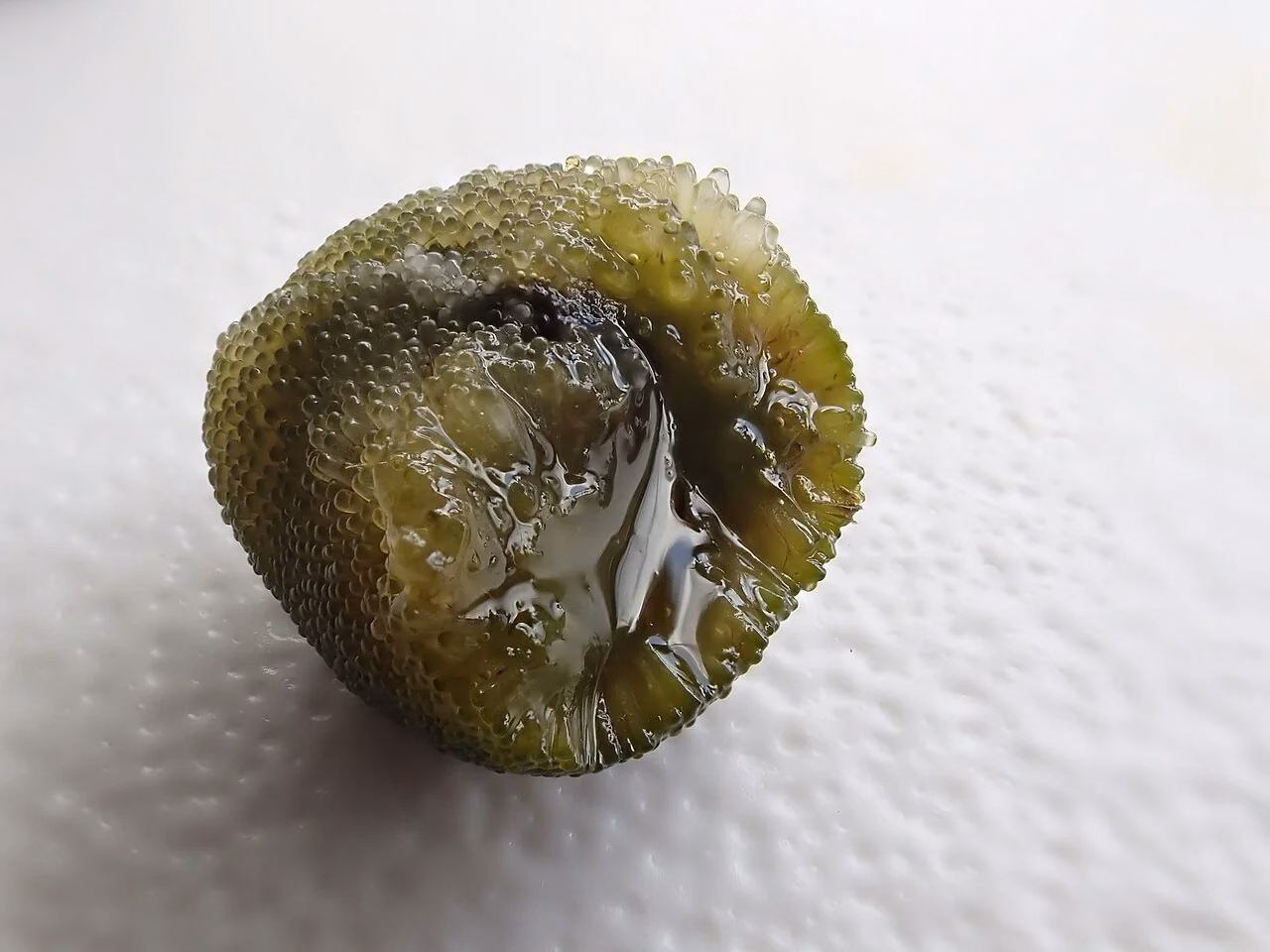 Cranwell's Sponge Seaweed (Codium cranwelliae)