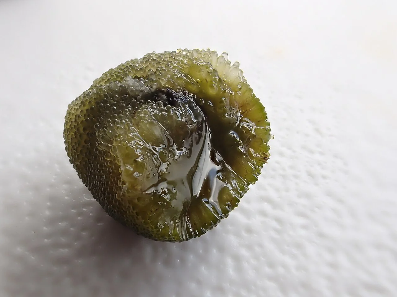 Codium cranwelliae forming compact, spongy cushions