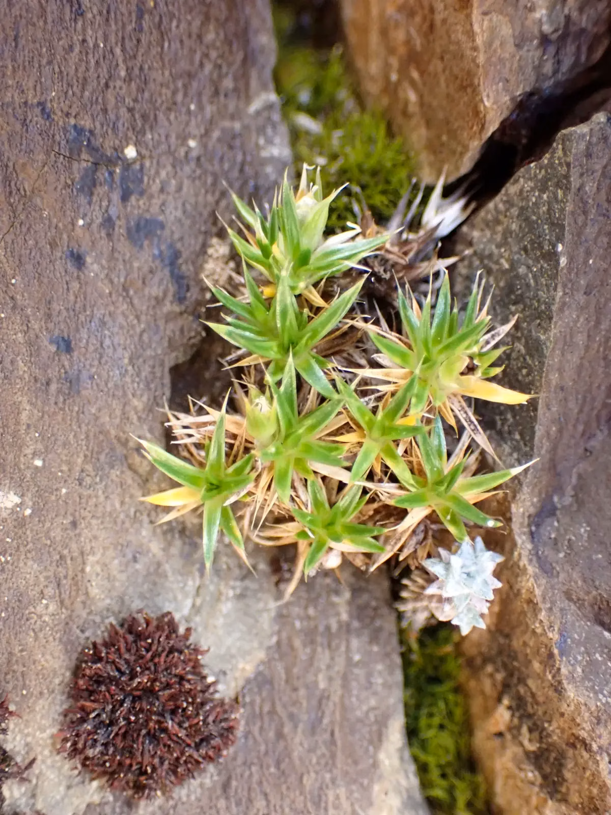 Needle Cushion (Colobanthus acicularis)