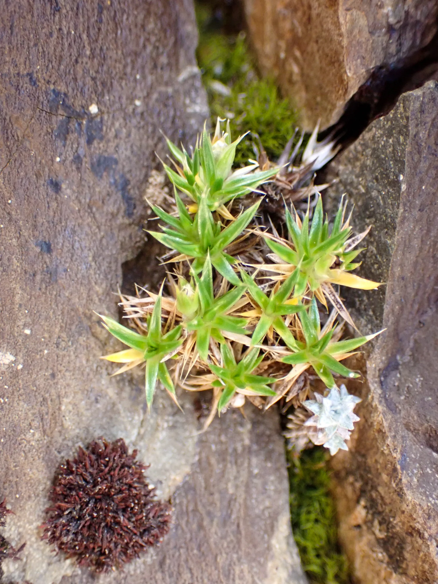 Colobanthus acicularis forming a tight mat
