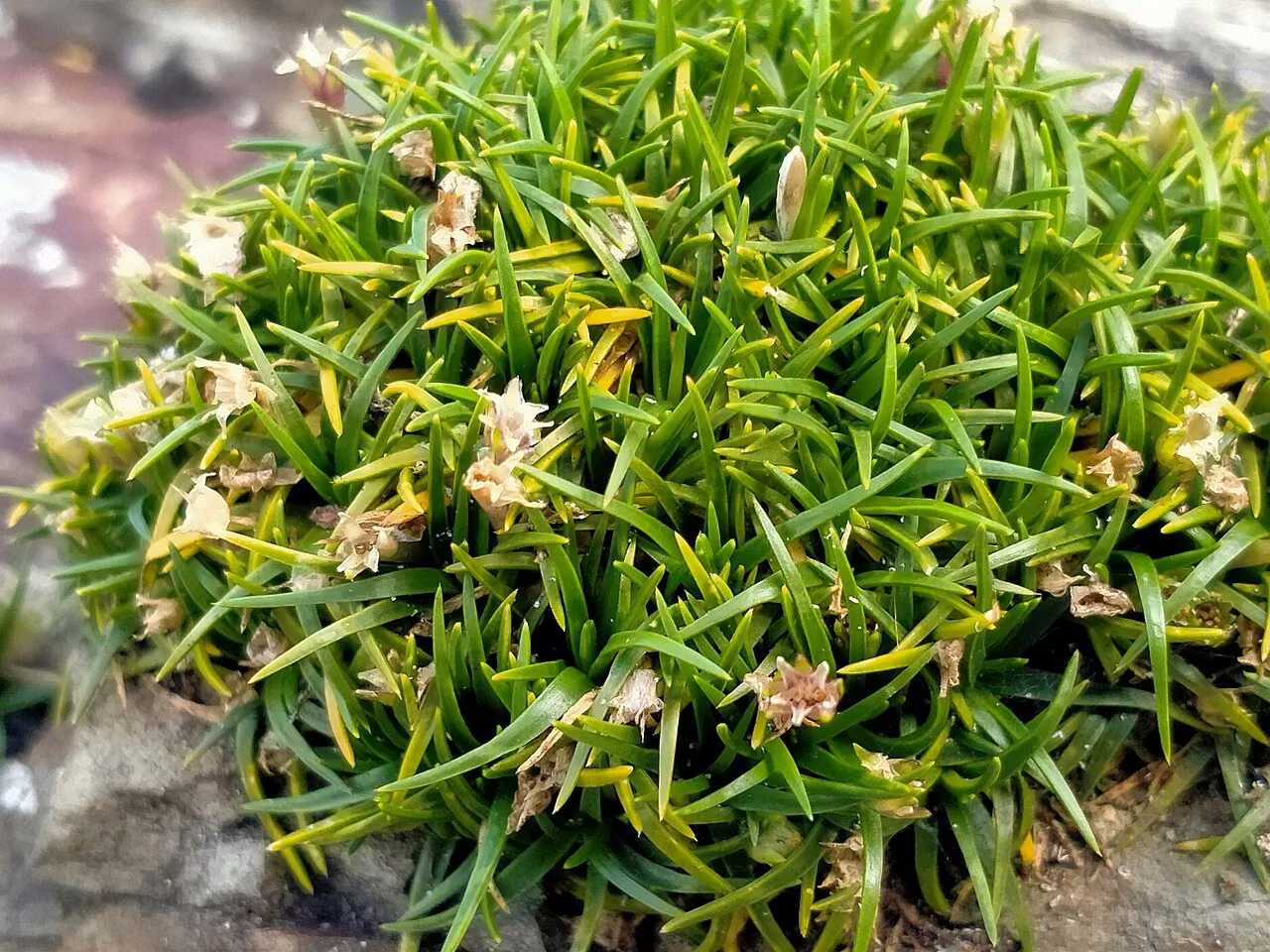 Colobanthus muelleri (Colobanthus muelleri)