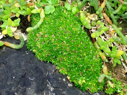Mossy Hairgrass (Colobanthus muscoides) hero image