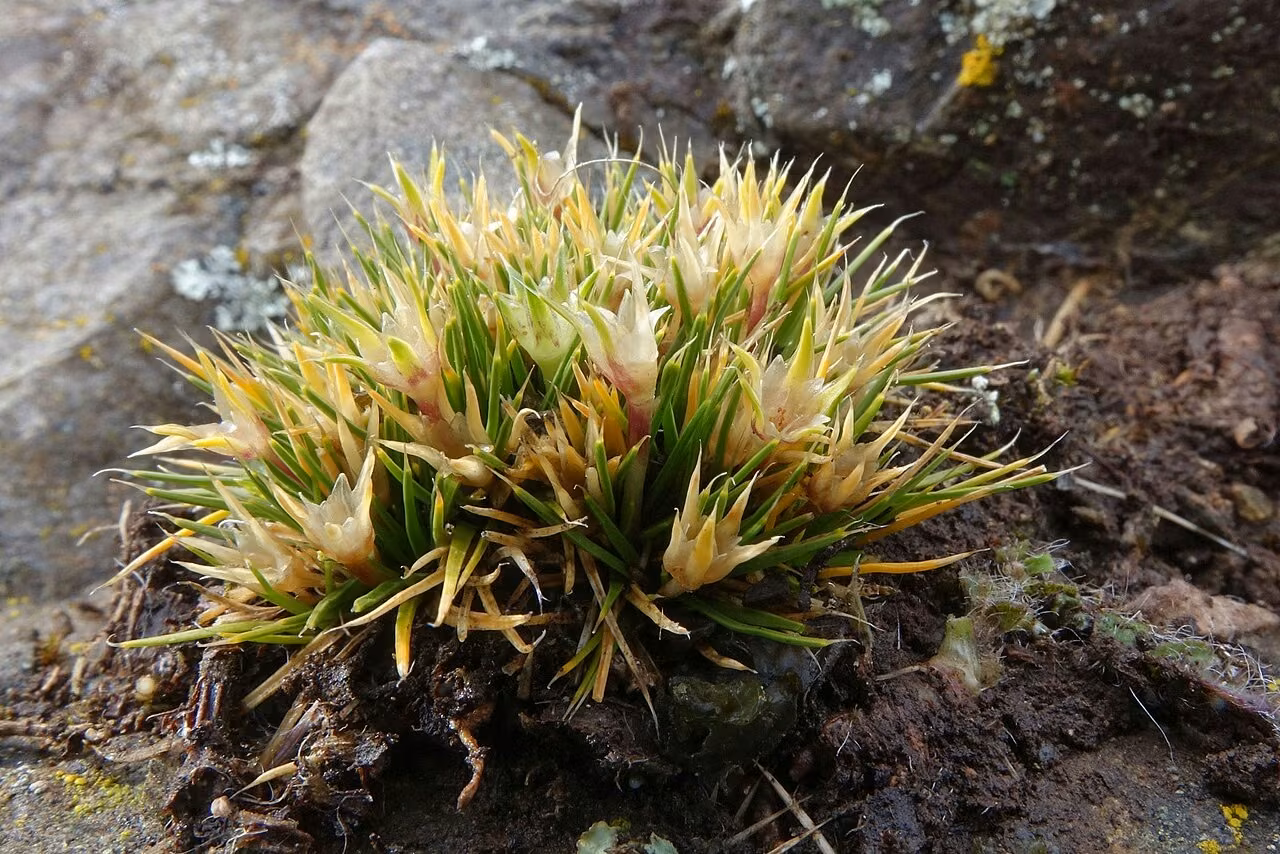 Colobanthus strictus (Colobanthus strictus)