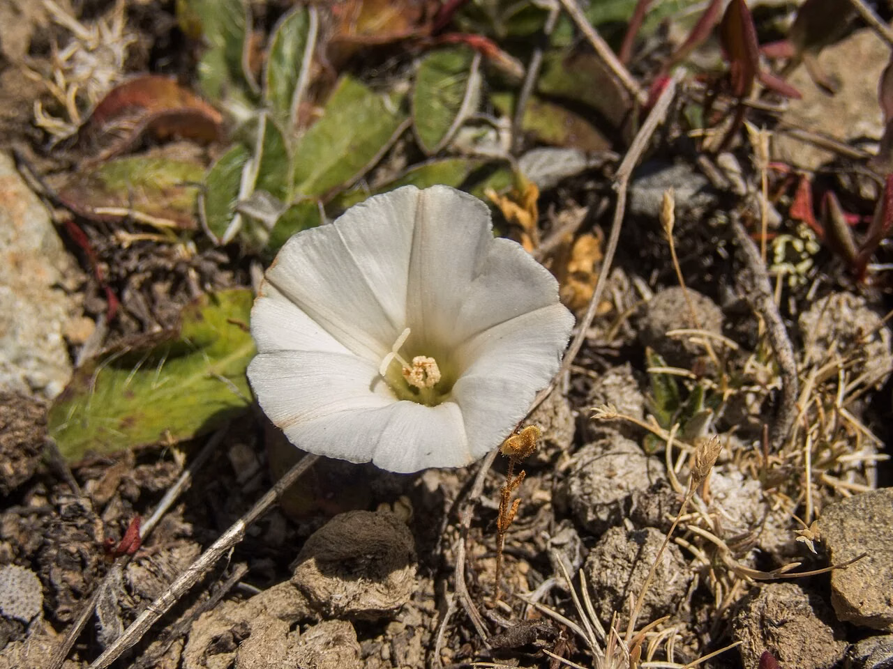 Tussock Bindweed (Convolvulus verecundus)