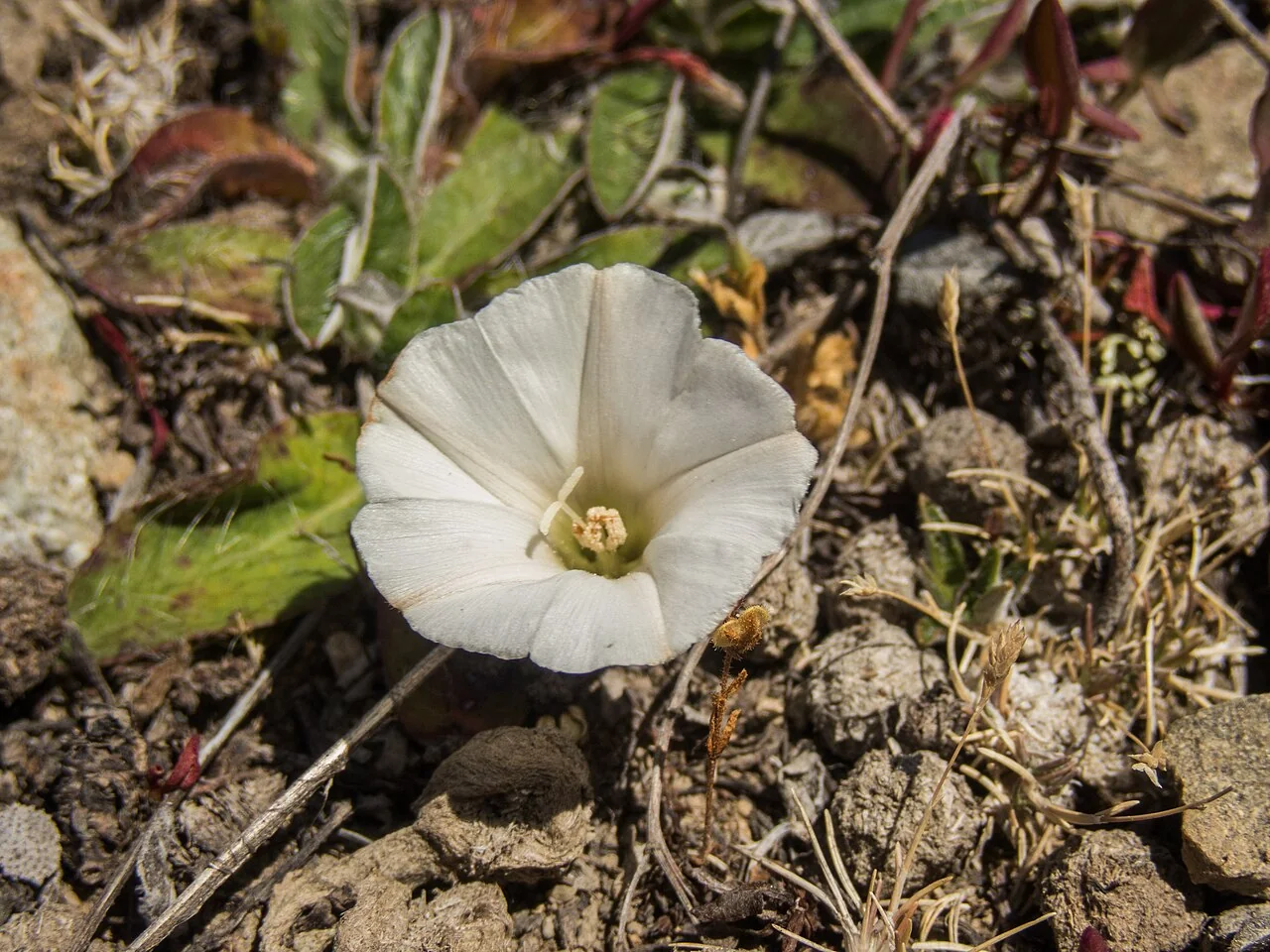 Convolvulus verecundus flowering mat