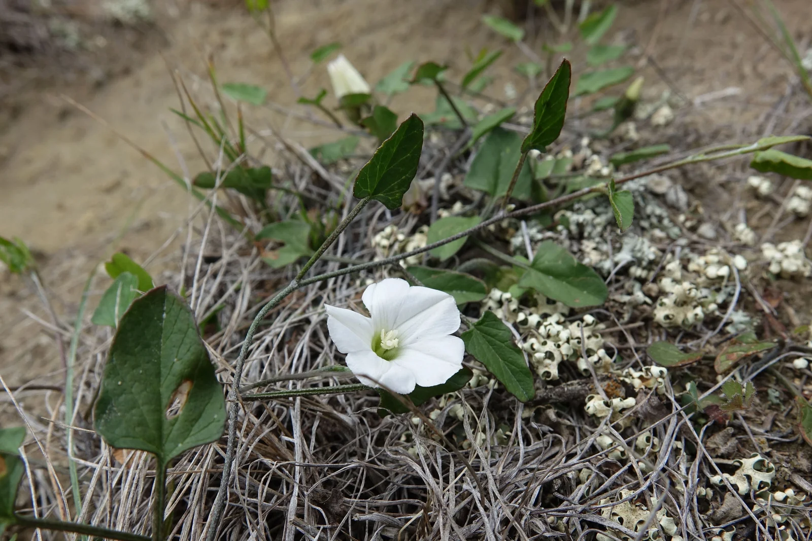 Convolvulus Waitaha Native Plant (Convolvulus waitaha)