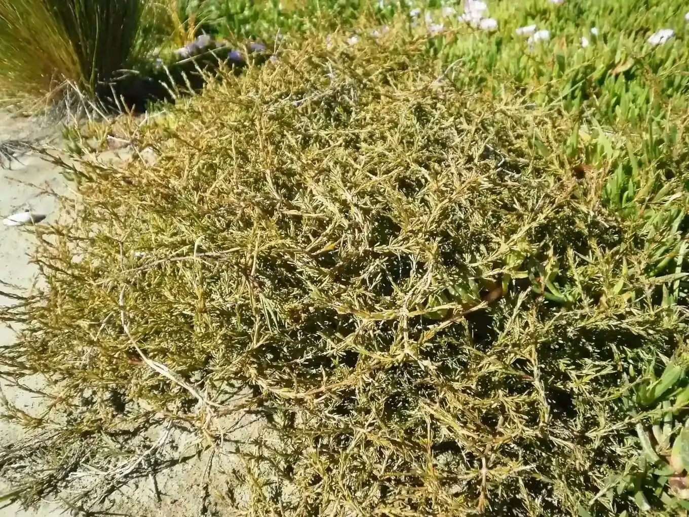 Sand Coprosma (Coprosma acerosa)