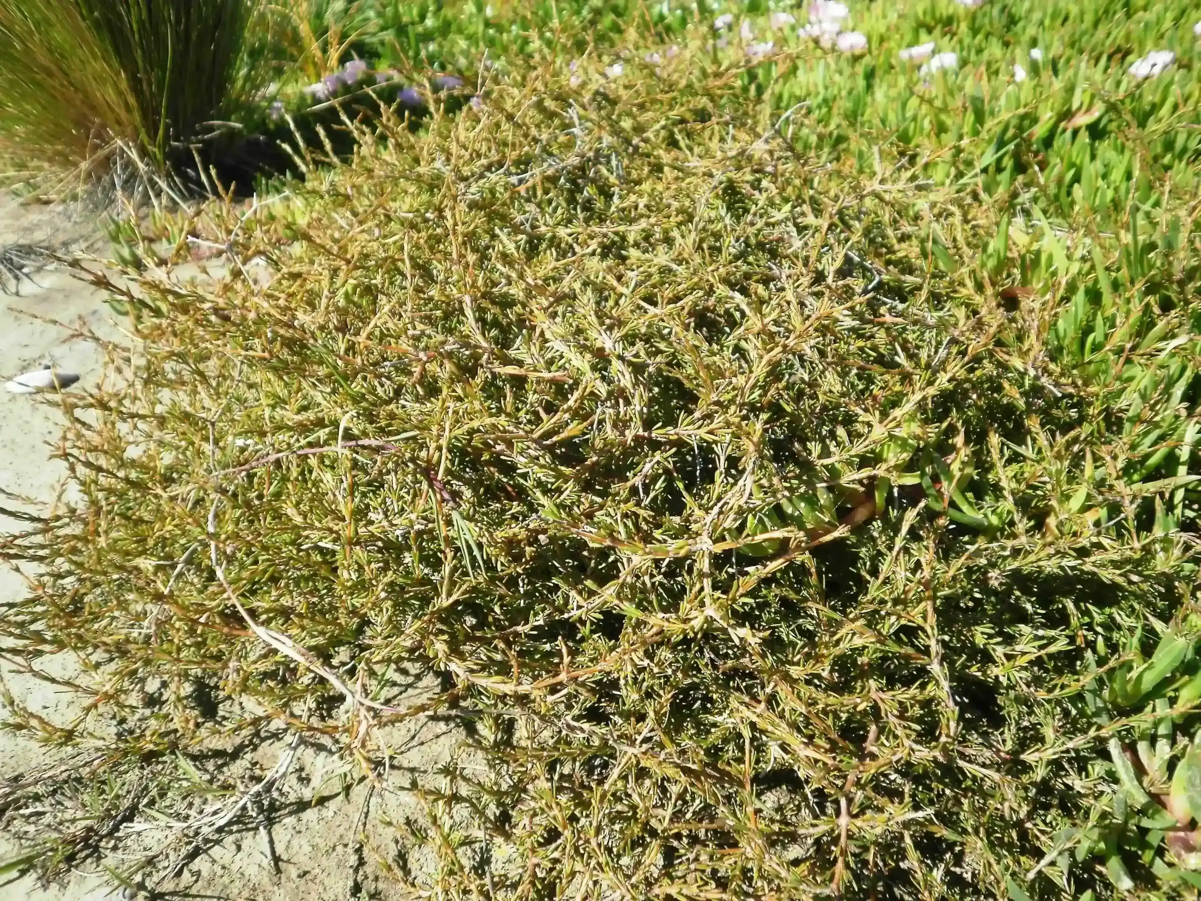 Sand Coprosma (Coprosma acerosa)