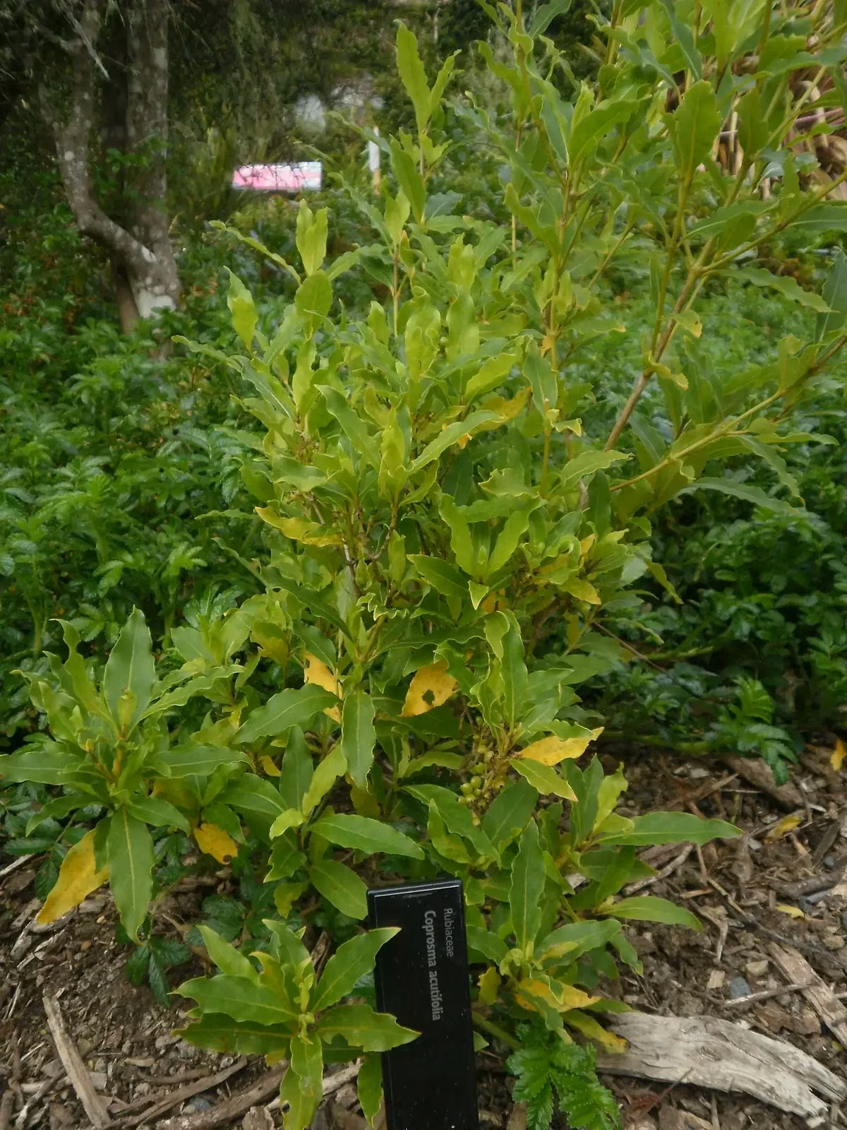 Raoul Island Coprosma