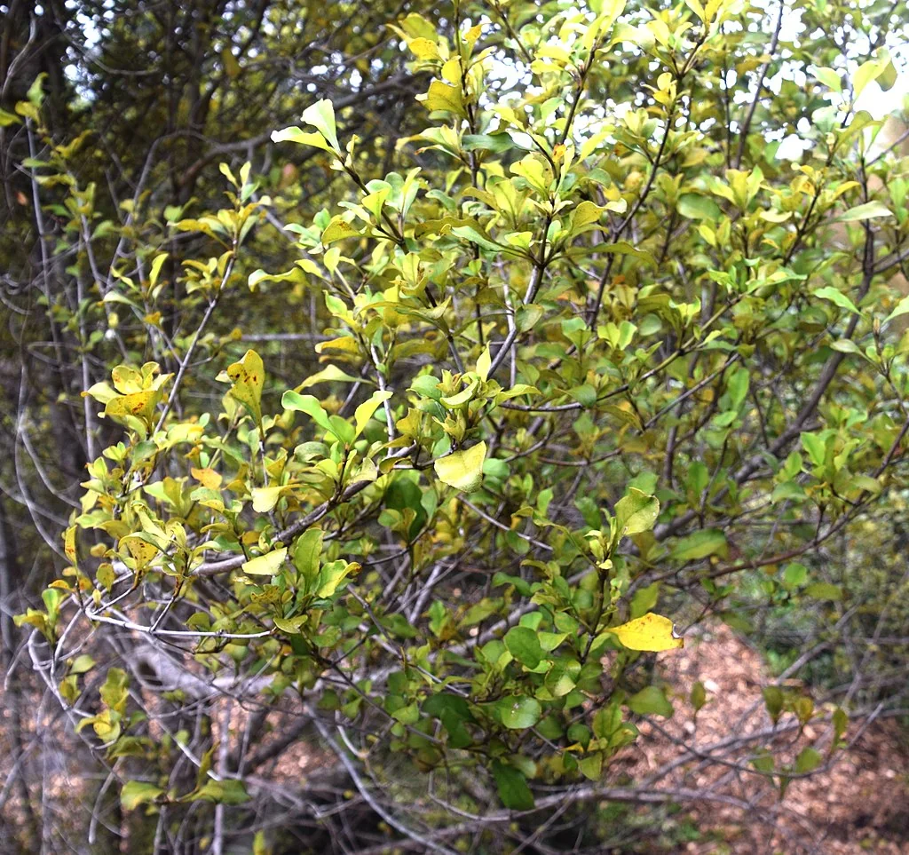 A Tree Coprosma (Coprosma arborea) with its pale bark and fiddle-shaped leaves