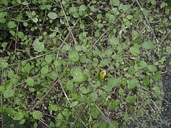 Thin-leaved Coprosma (Coprosma areolata) showing its characteristic small narrow leaves and tiny orange berries