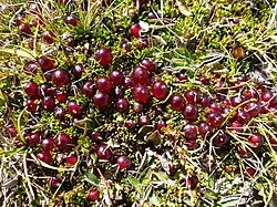 Purple-berried Coprosma (Coprosma atropurpurea)