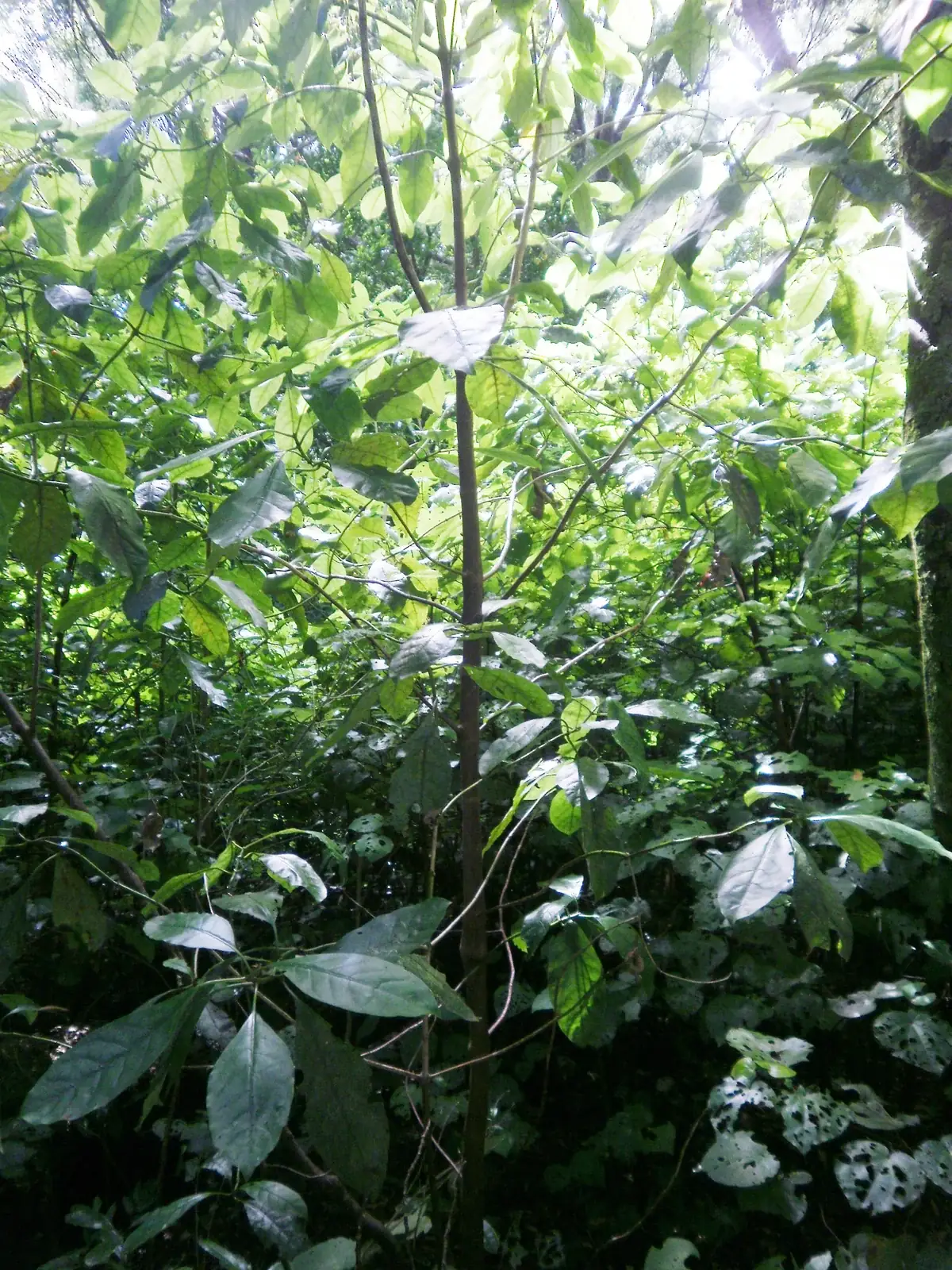 Coprosma Autumnalis Native Plant (Coprosma autumnalis)