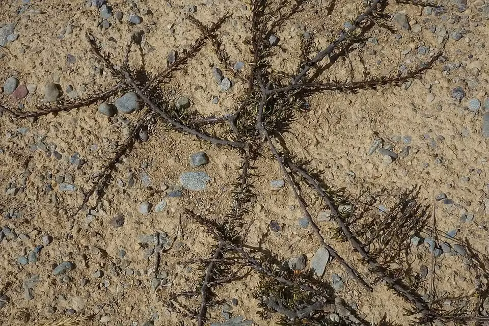 Brown-stemmed Coprosma
