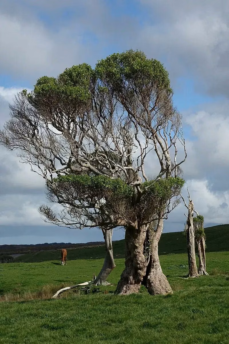 Chatham Islands Coprosma (Coprosma chathamica)