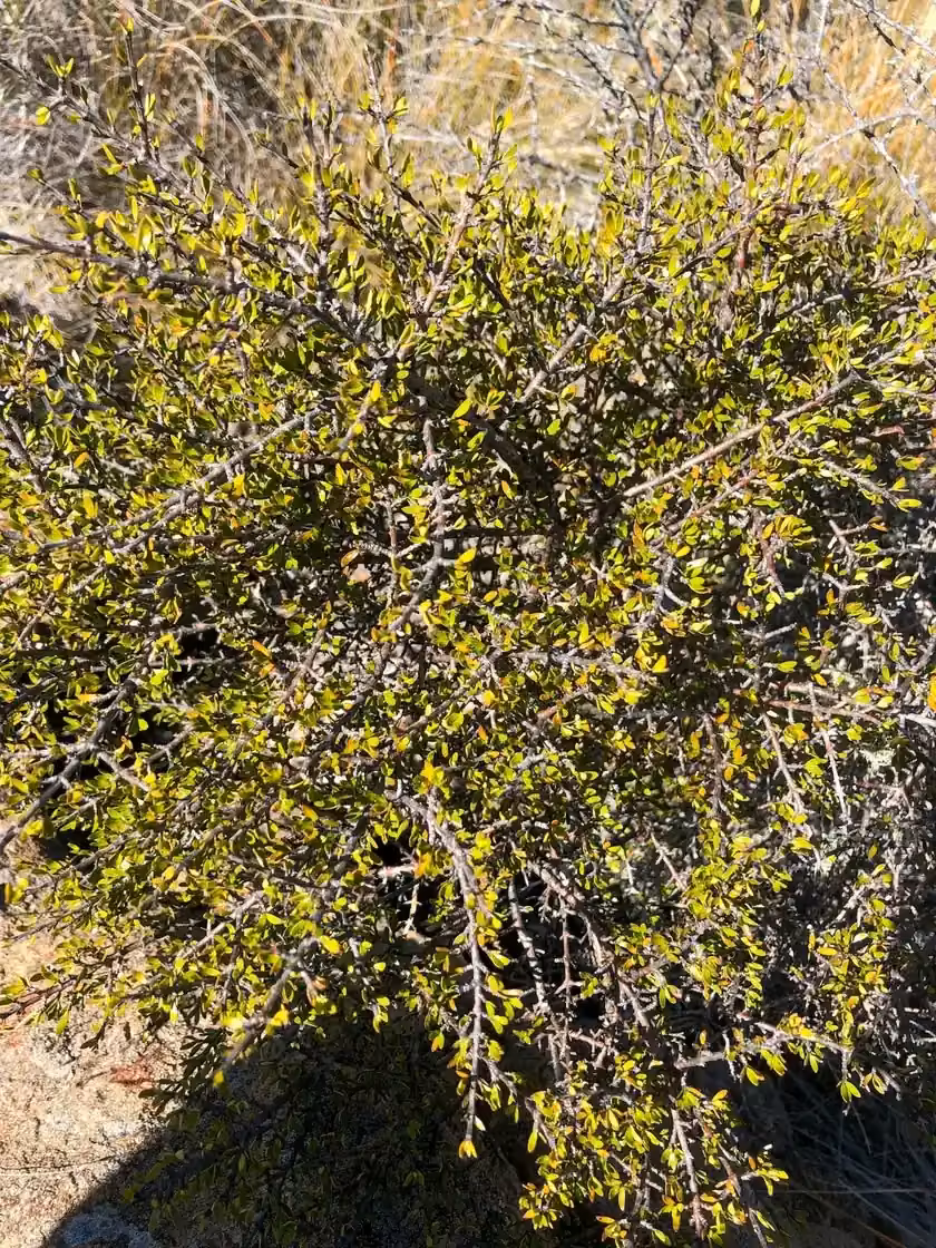 Coprosma Cheesemanii Native Plant (Coprosma cheesemanii)