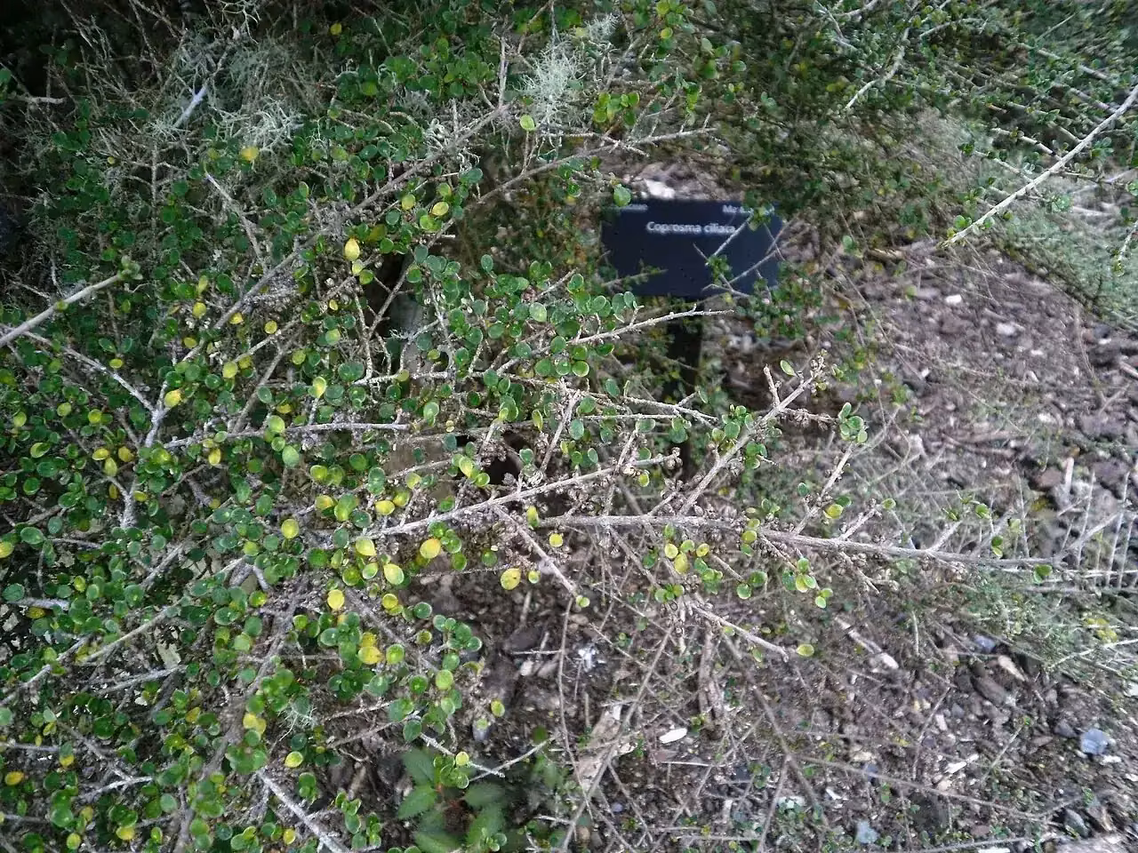 Coprosma Ciliata (Coprosma ciliata)