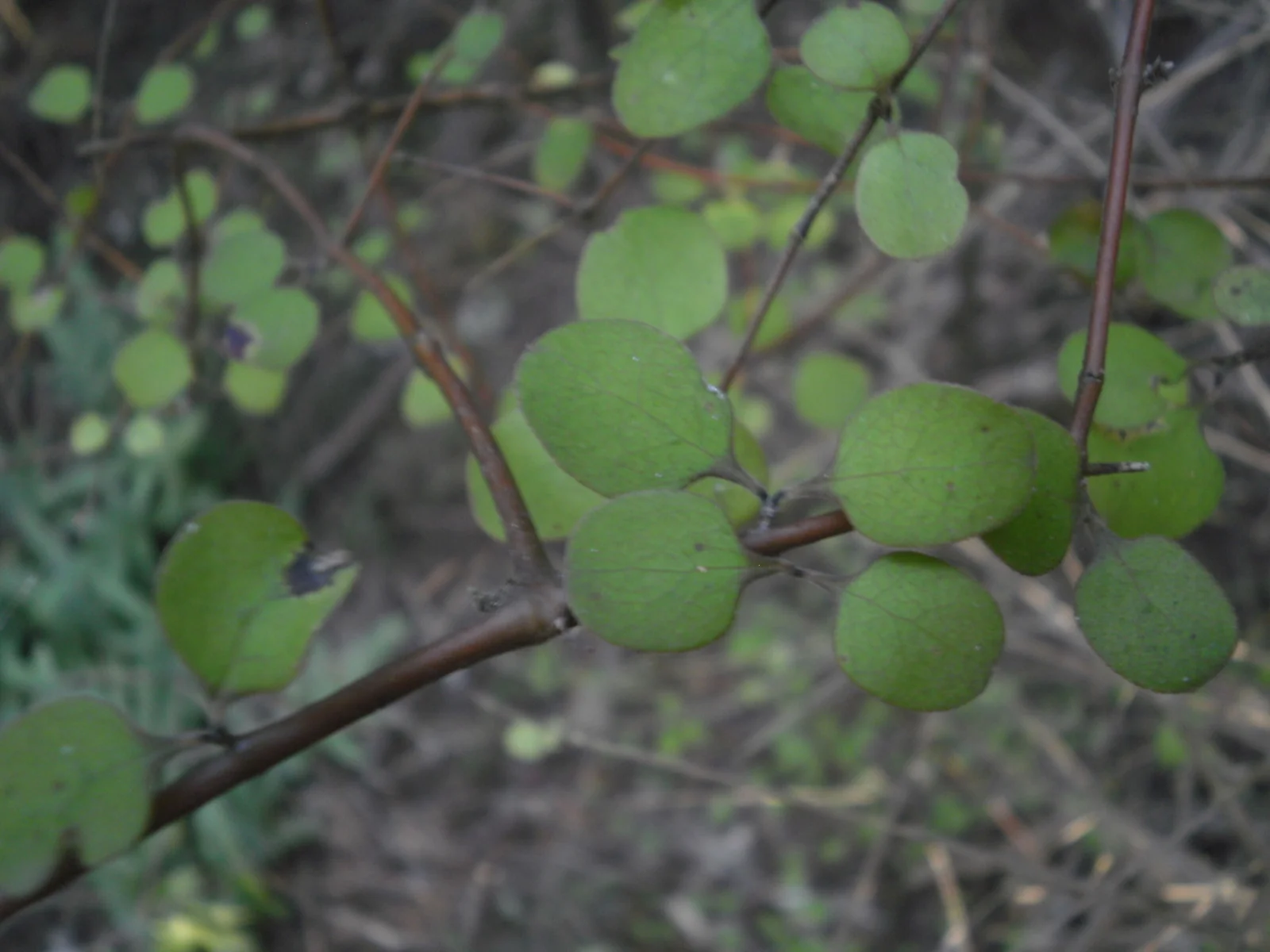 Coprosma Crassifolia Native Plant (Coprosma crassifolia)