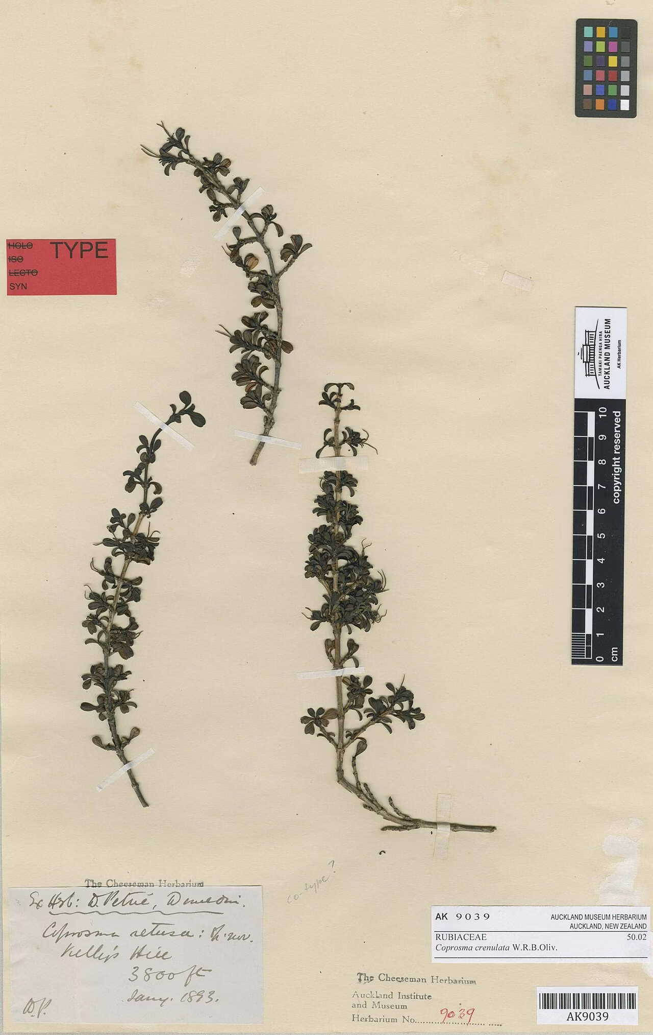 Coprosma crenulata (Coprosma crenulata)
