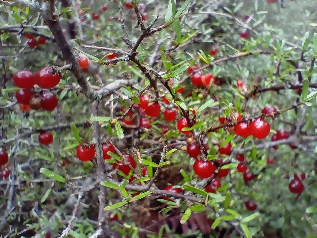 Coprosma decurva (Coprosma decurva)