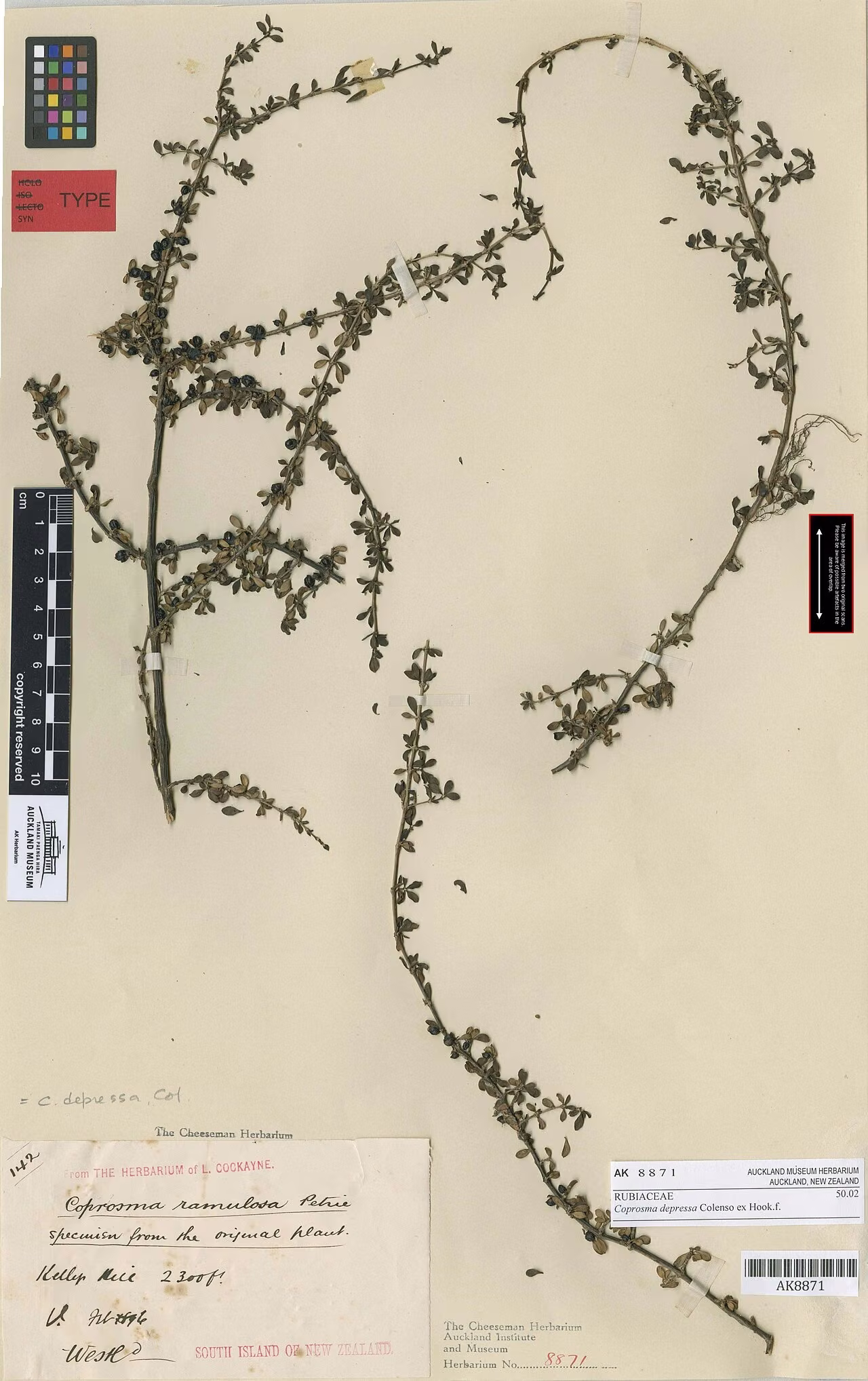 Coprosma depressa (Coprosma depressa)