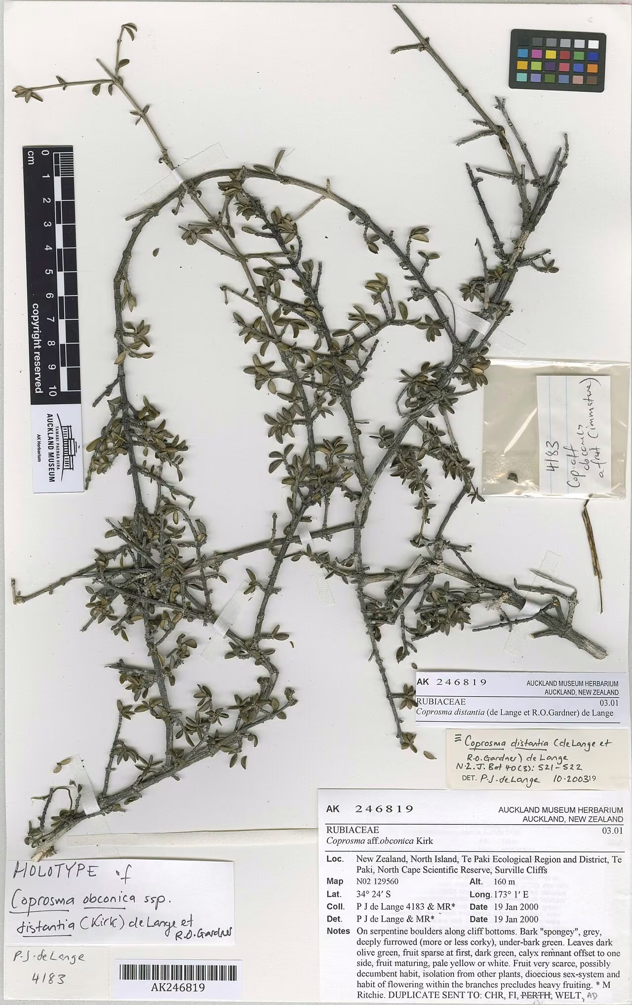 Coprosma distantia (Coprosma distantia) hero image