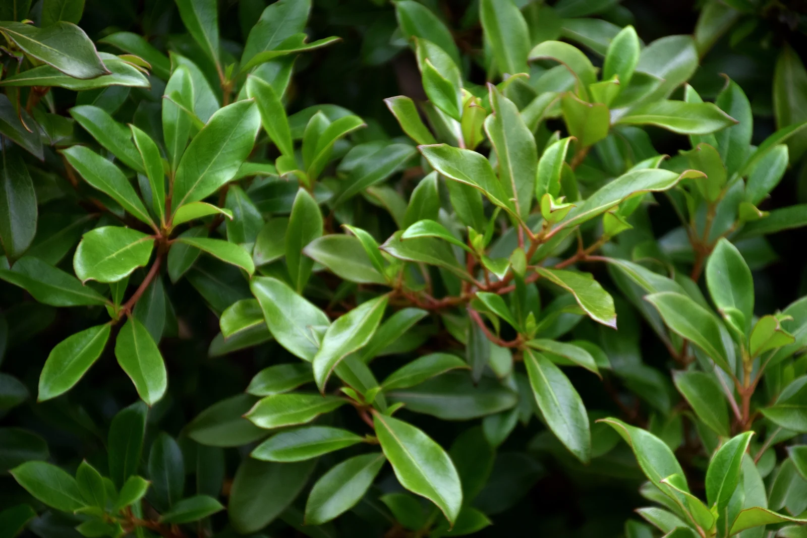 Coprosma Dodonaeifolia Native Plant (Coprosma dodonaeifolia)