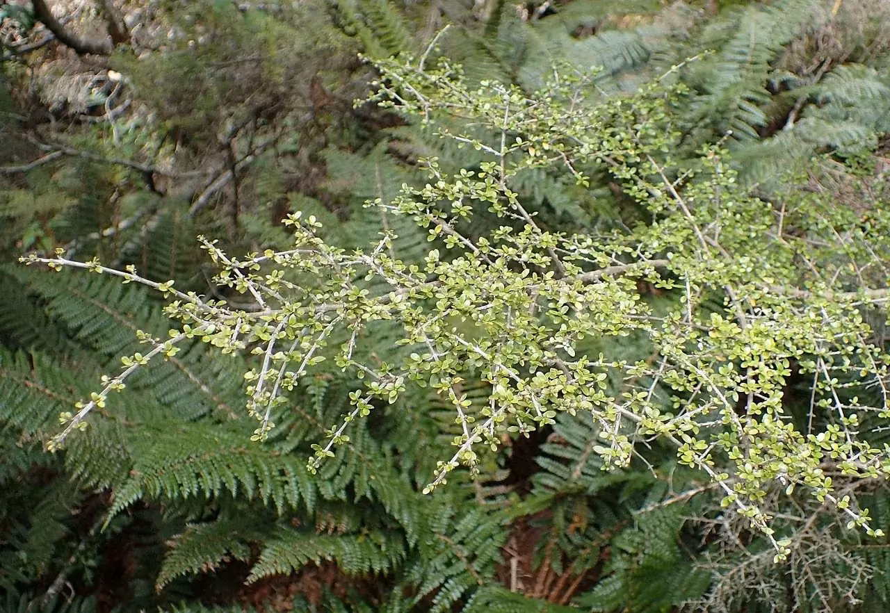 Broad-Leaved Coprosma (Coprosma dumosa)