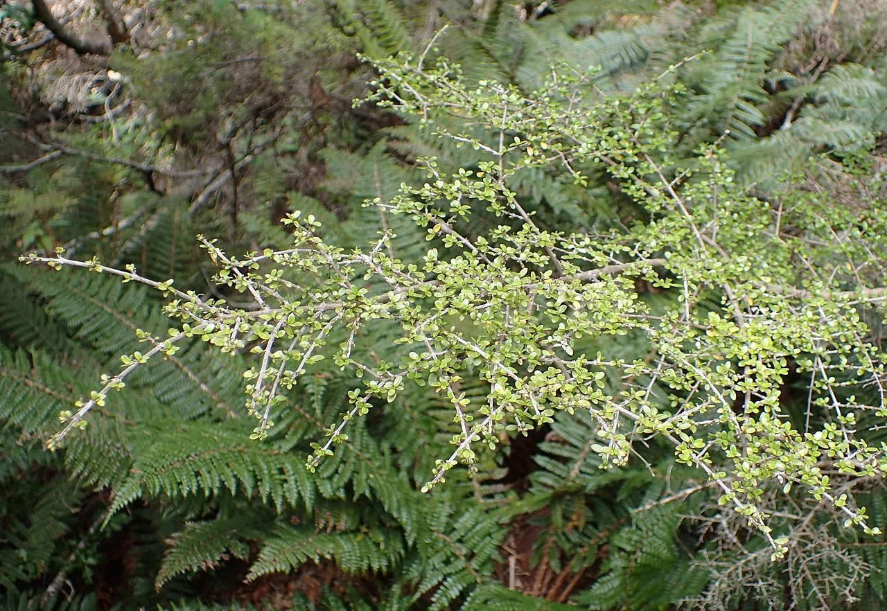 Coprosma dumosa related plant