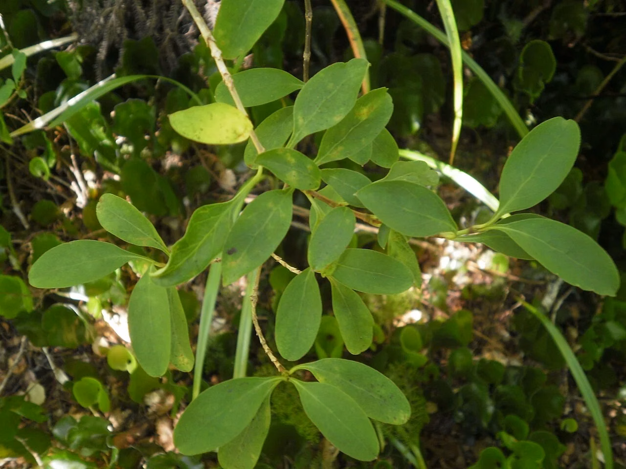 Stinkwood (Coprosma foetidissima)