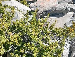 Foweraker's Coprosma