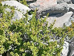 Foweraker's Coprosma (Coprosma fowerakeri)