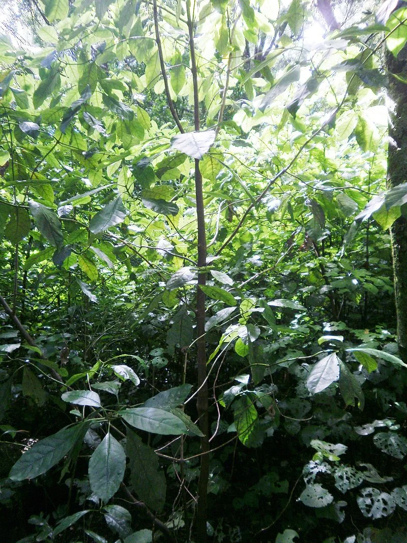 Coprosma grandifolia related plant