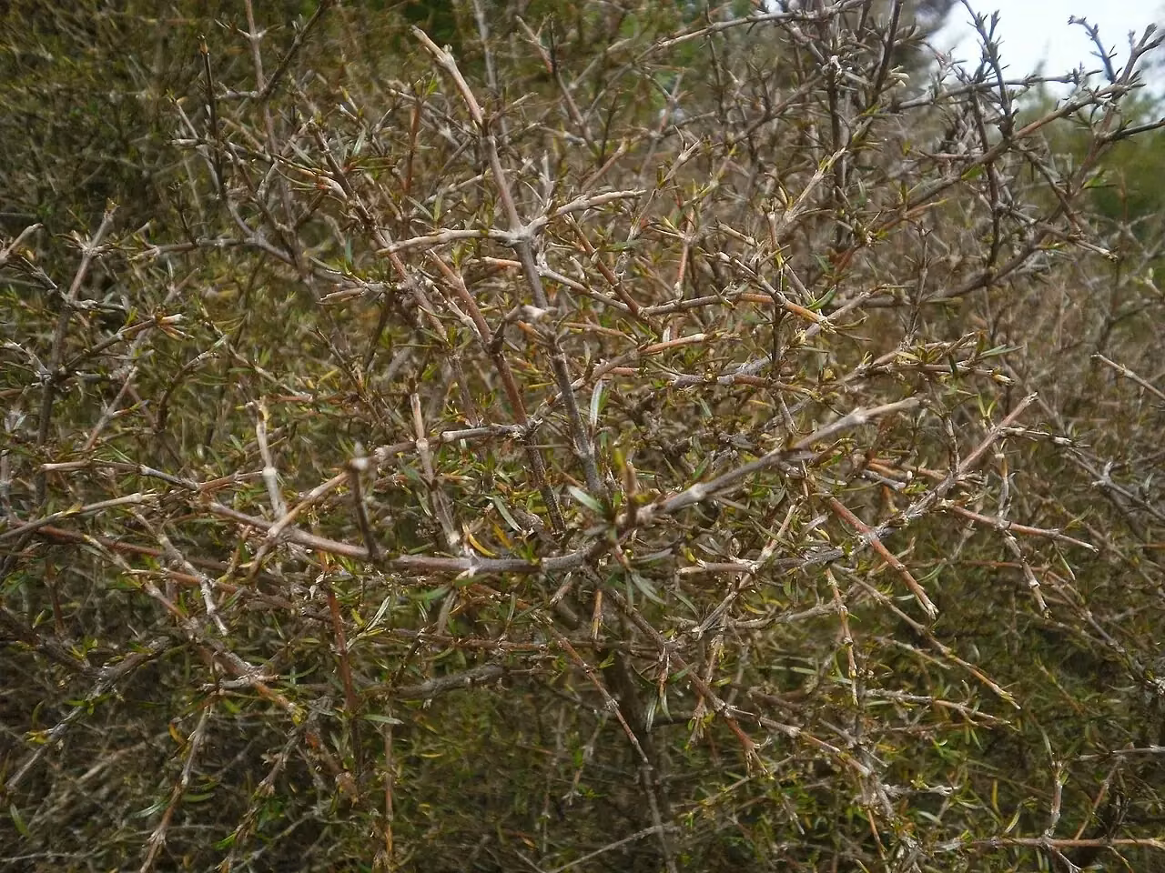 Tumbledown Coprosma