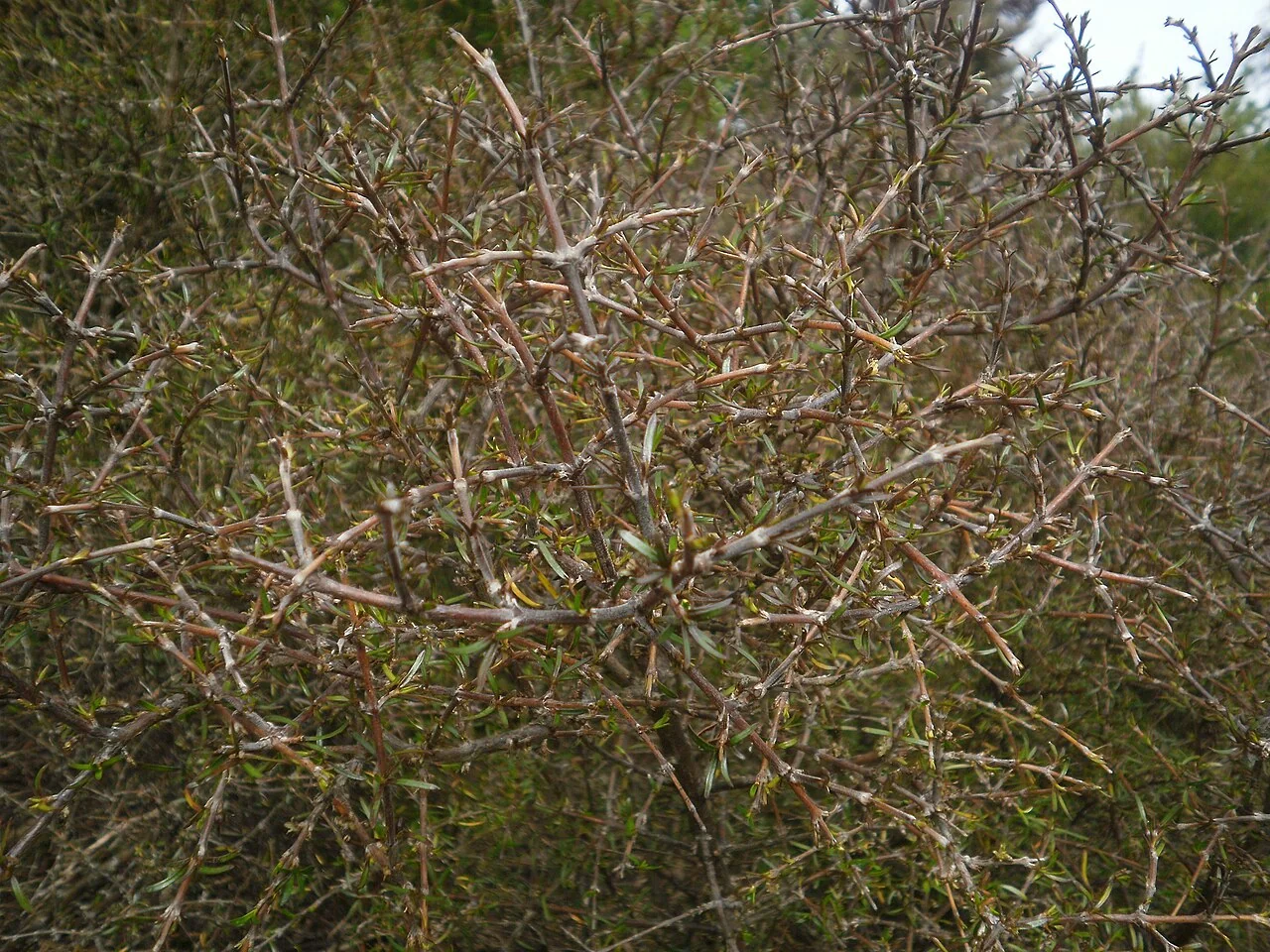 Coprosma intertexta showing its intricate network of reddish divaricating branches