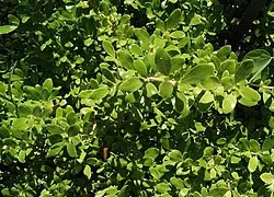 Kirk's Coprosma (Coprosma kirkii)