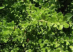 Kirk's Coprosma (Coprosma kirkii) displaying its small glossy leaves and dense groundcover habit in a coastal garden setting