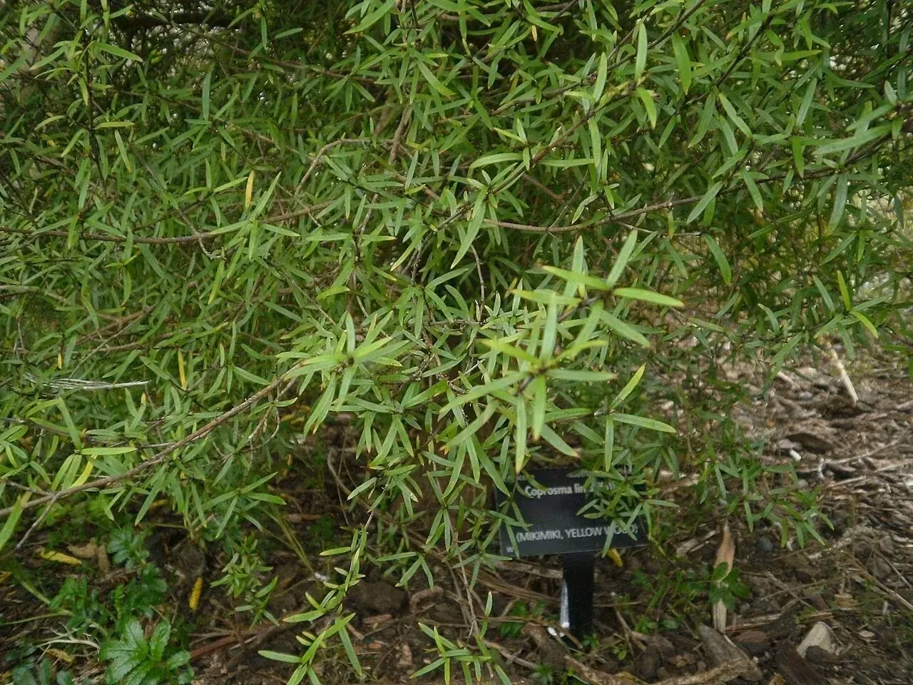 Mikimiki (Coprosma linariifolia)