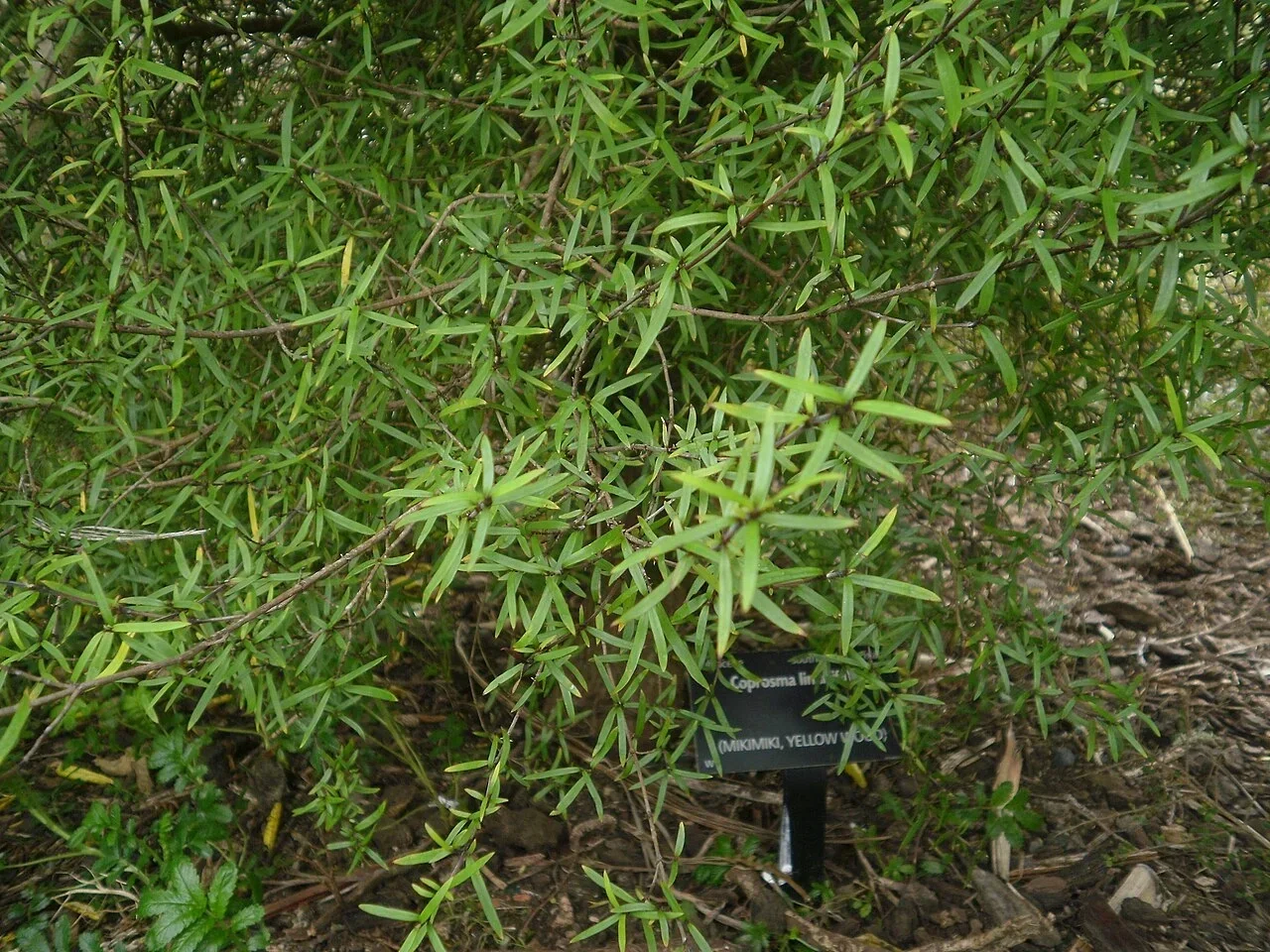 Mikimiki (Coprosma linariifolia)