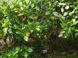 Large-Fruited Coprosma (Coprosma macrocarpa) hero image