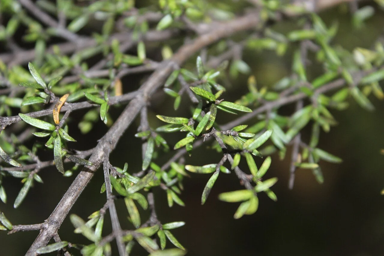 Small-leaved Coprosma (Coprosma microcarpa) showing its extremely small leaves and tiny red berries
