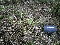 Neglected Coprosma (Coprosma neglecta) hero image