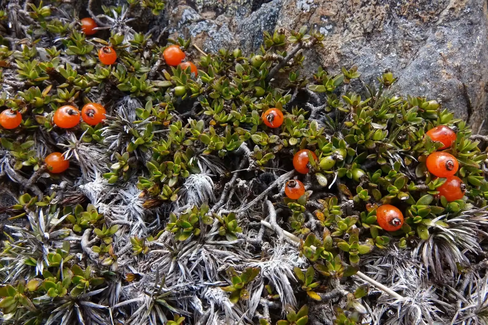 Coprosma Niphophila Native Plant (Coprosma niphophila)