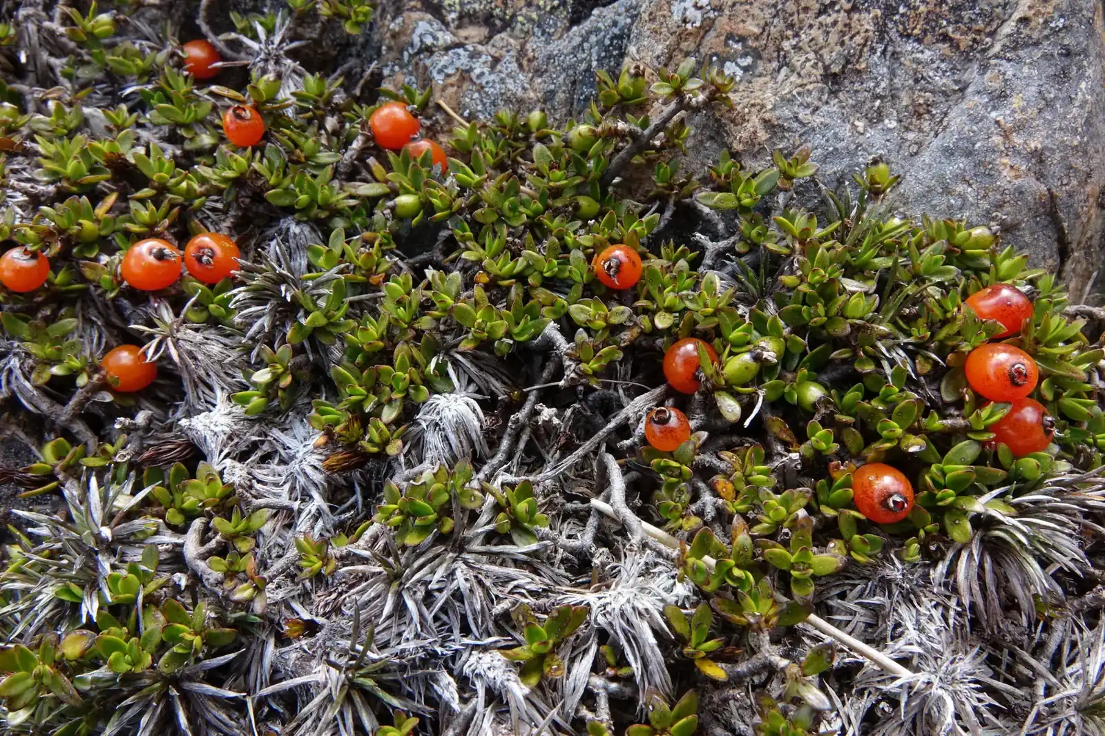 Coprosma Niphophila Native Plant (Coprosma niphophila)