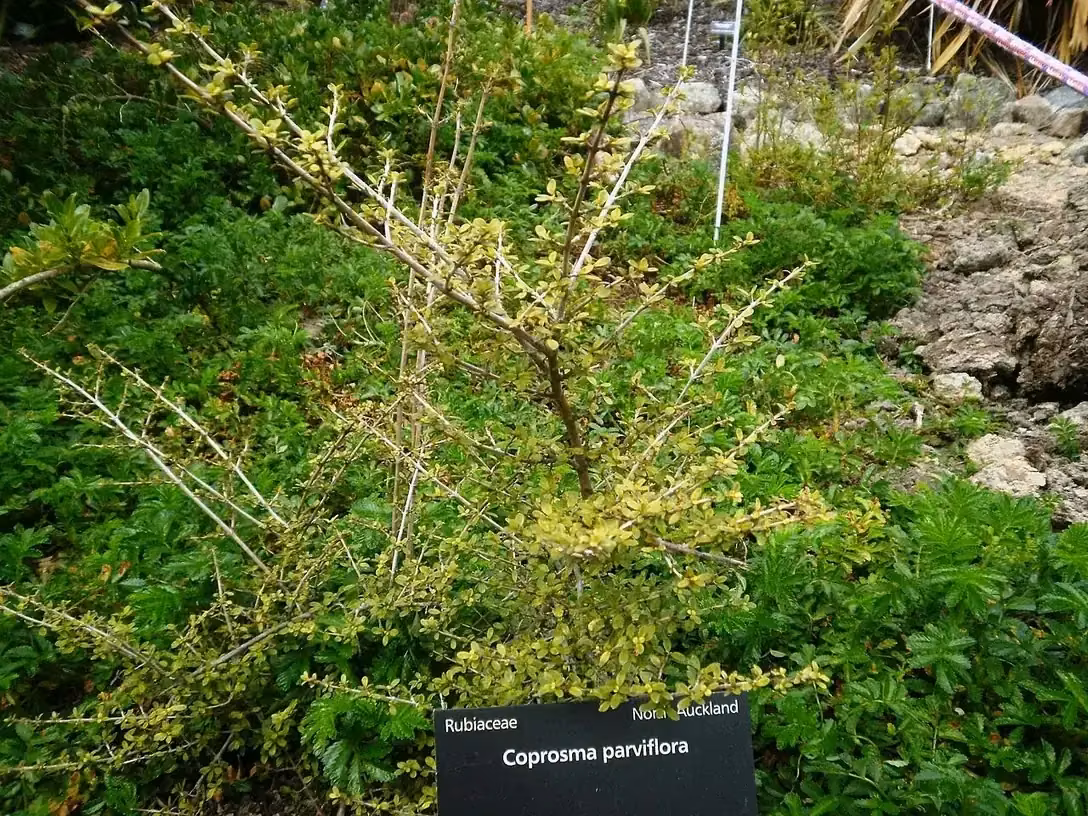 Small-leaved Coprosma