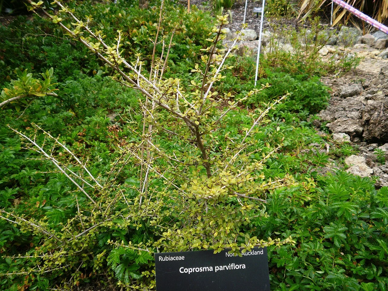 Coprosma parviflora showing its delicate growth habit and tiny orange berries